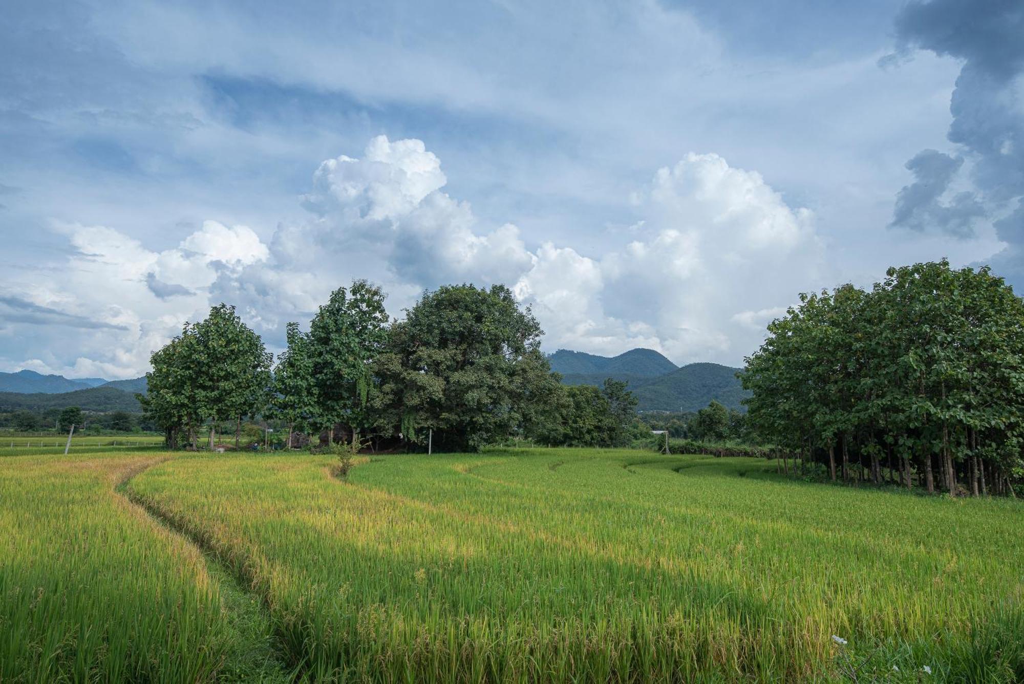 Paddy Fields Haven - Natures Nest Pai Esterno foto